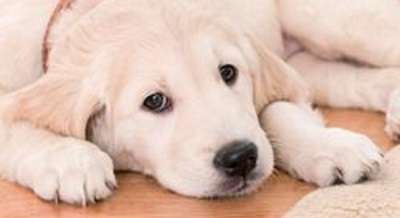 pet-stain-odor-removal-250x217